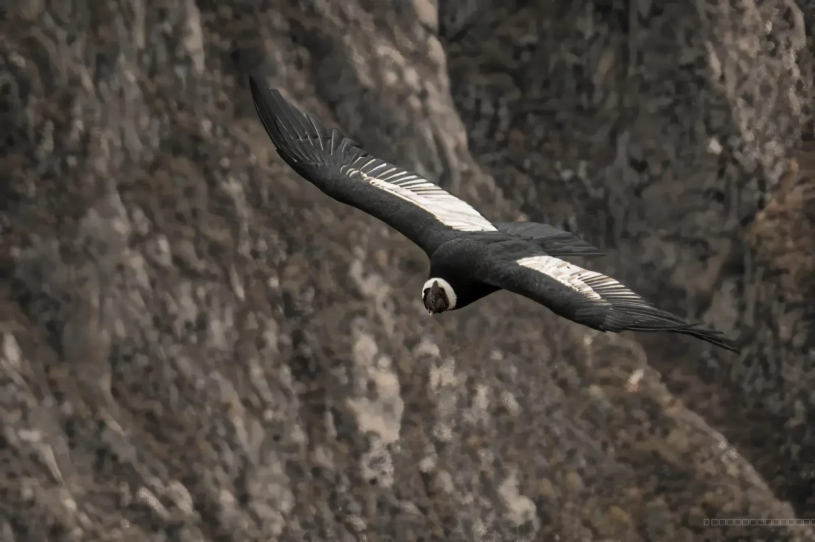 Condor 1