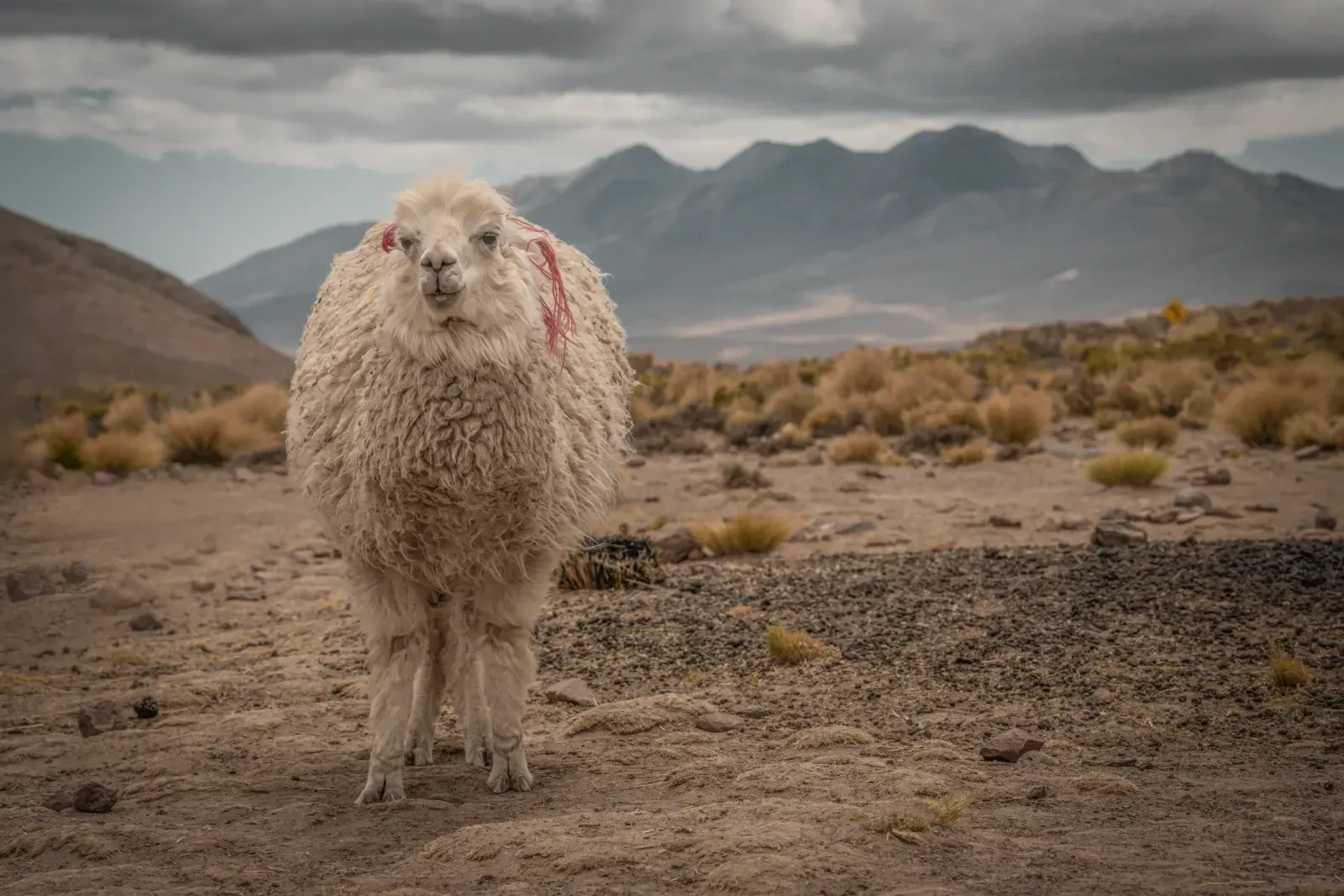 Alpaca